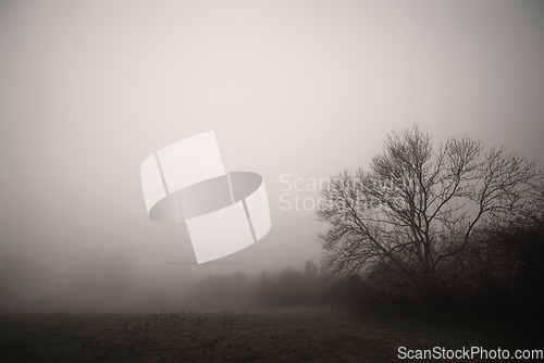 Image of Tree silhouette in the fog on a rural meadow