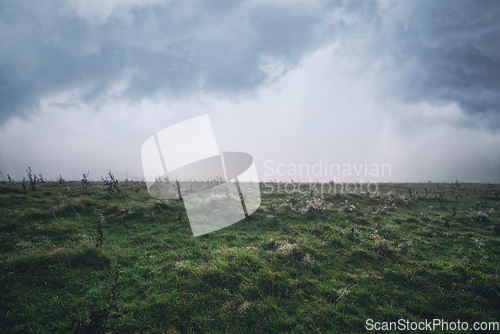 Image of Dew in the grass on a cloudy morning