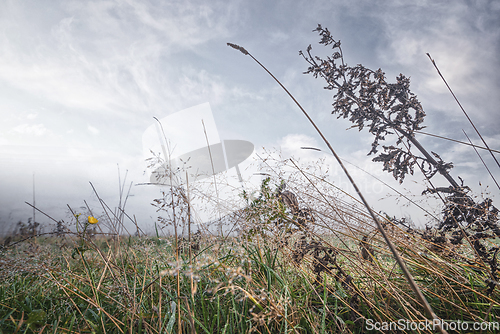 Image of Grass and herbs on a wet field