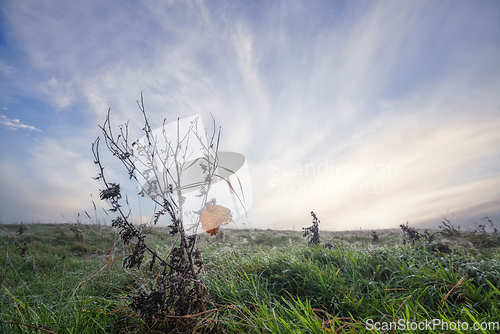 Image of Brown leaf on a withered plant with morning dew