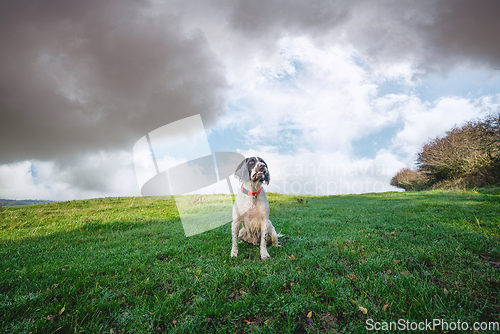 Image of English springer spaniel on a green field