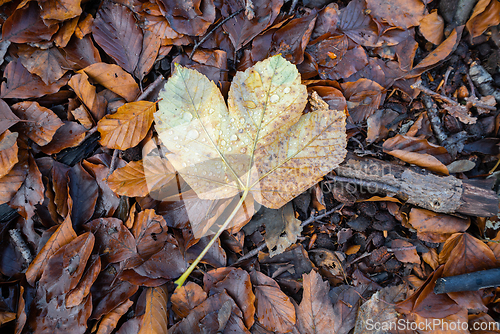 Image of Autumn maple on the forest floor