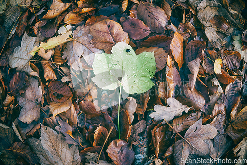 Image of Maple leaf on top of a pile