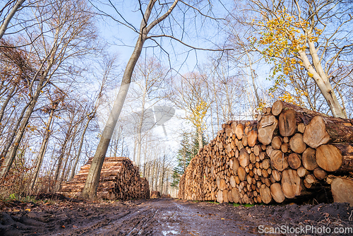 Image of Timber stacked in a muddy forest in the fall