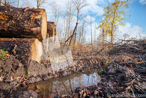 Image of Puddle in a forest on a bright day