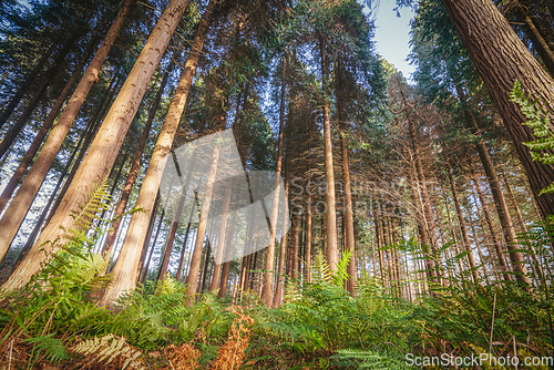 Image of Green fern under tall pine trees