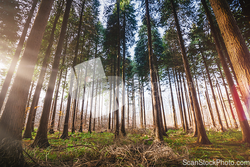 Image of Forest with tall pine trees on a sunny day