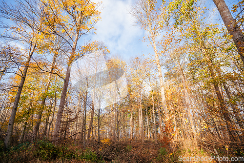 Image of Warm autumn colors in the forest