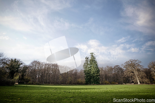 Image of Trees in the park with a large green lawn