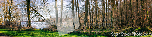 Image of Green lawn in a forest by the lake