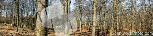 Image of Forest panorama with deer hiding