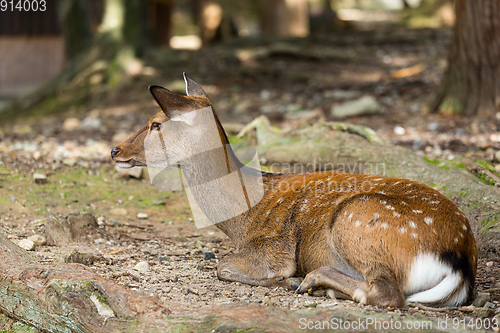 Image of Deer lying on the ground