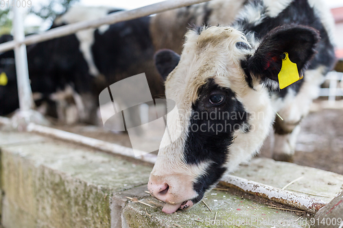 Image of Cow in farm