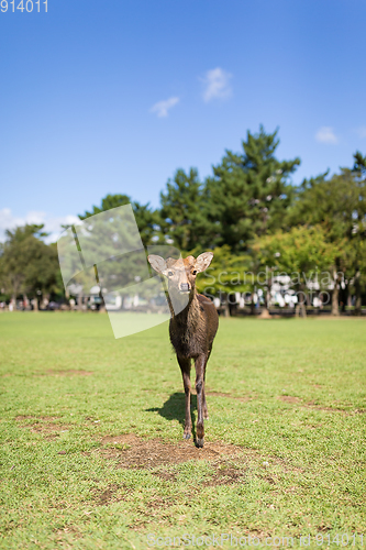 Image of Deer walking in the park with sunshine