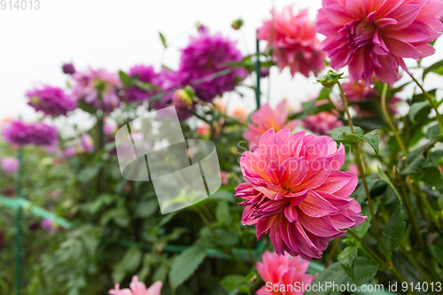 Image of Pink chrysanthemum