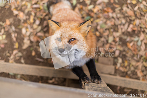 Image of Lovely red fox