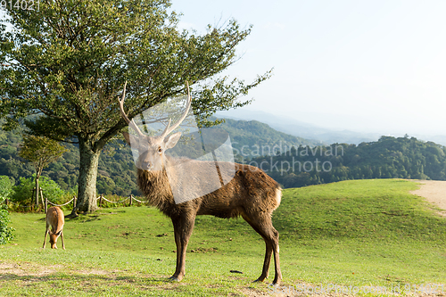 Image of Male deer stag in a mountain