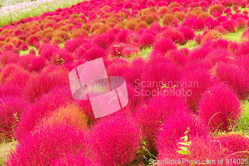Image of Red Bassia scoparia in Autumn season