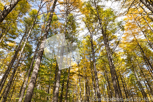 Image of Beautiful forest in Autumn season