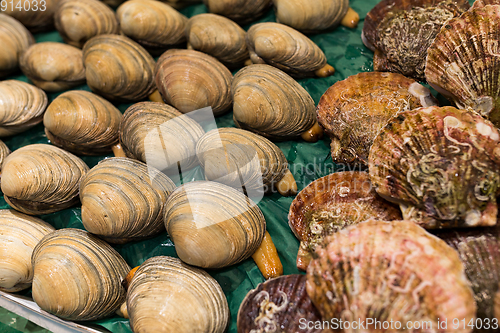 Image of Fresh Clam and Scallop sell in fish market