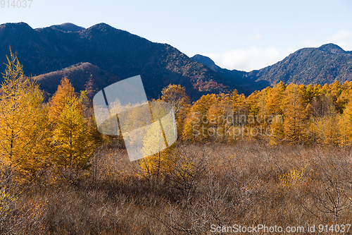 Image of Senjogahara in autumn season