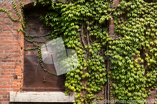 Image of Red brick warehouse and creeper