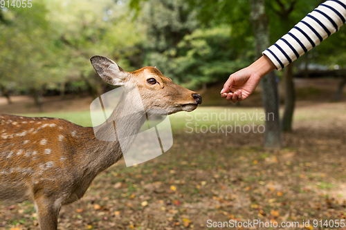 Image of Feeding the deer