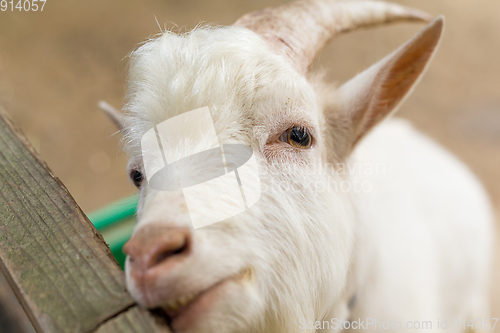 Image of Sheep in farm