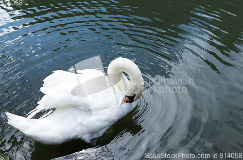 Image of White swan in the lake 