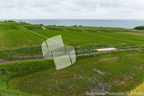 Image of Fresh Rice farm