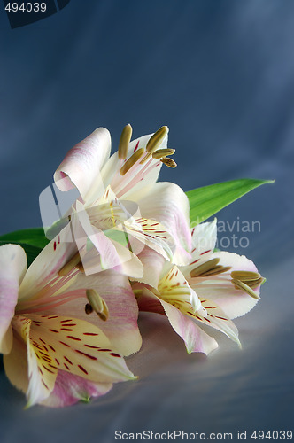 Image of beautiful exotic lily