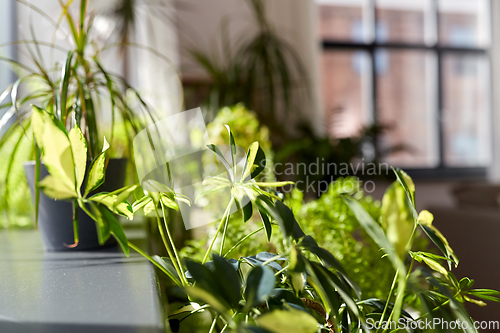 Image of green flowers and houseplants at home