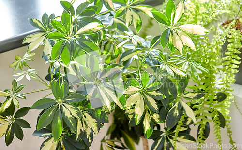 Image of green flowers and houseplants at home