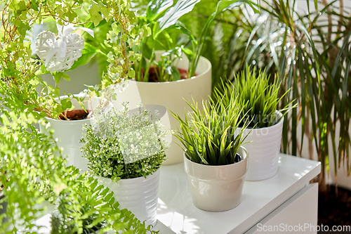 Image of green flowers and houseplants at home