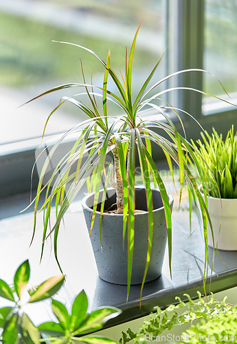 Image of green flowers and houseplants at home