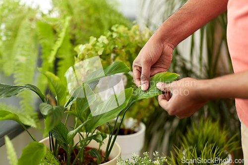 Image of man with taking care of houseplants at home