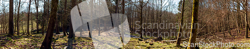 Image of Deer flock feeding in a forest clearing