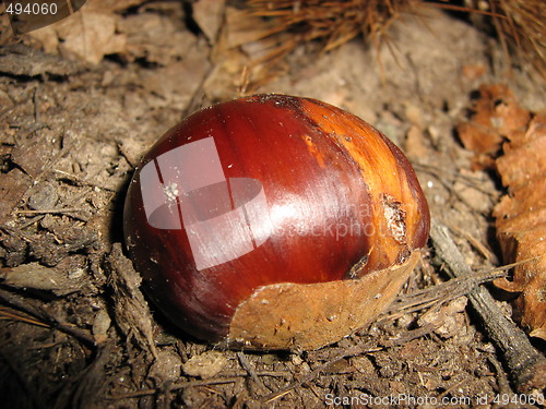 Image of A chestnut