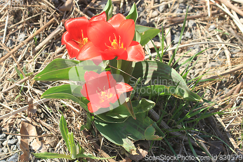 Image of red tulip flower