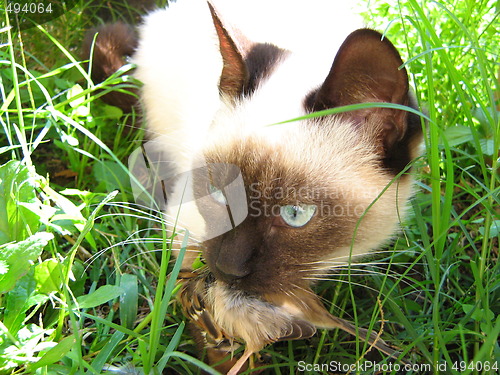 Image of Siamese predator