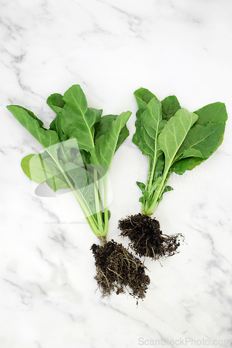 Image of Organic Spinach Plants with Root Ball for Good Health 