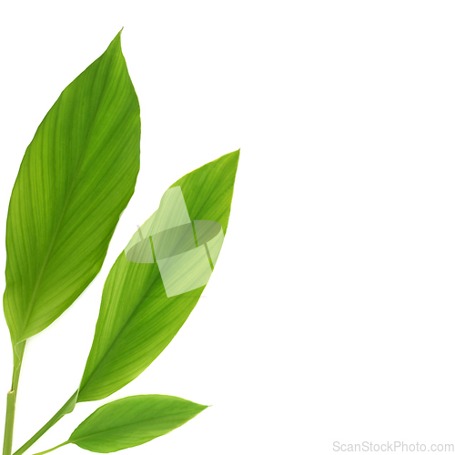 Image of Turmeric Leaf Sprigs on White Background