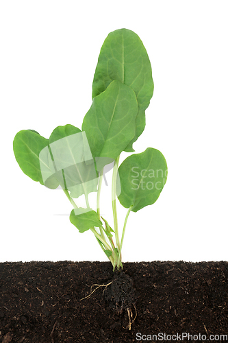 Image of Healthy Organic Growing Spinach Plant 