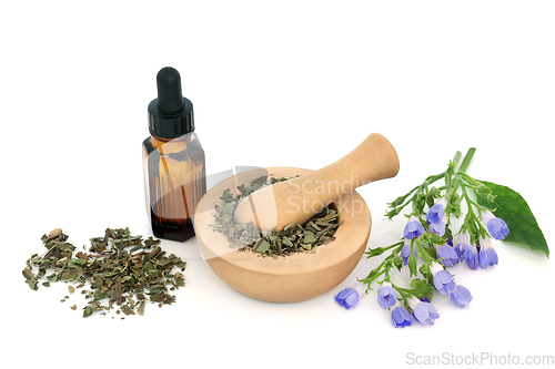 Image of Lungwort Herb Leaves and Flowers for Herbal Medicine 