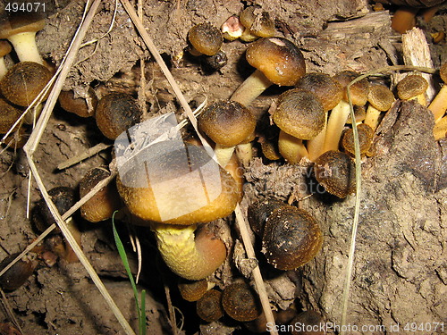 Image of Little snails