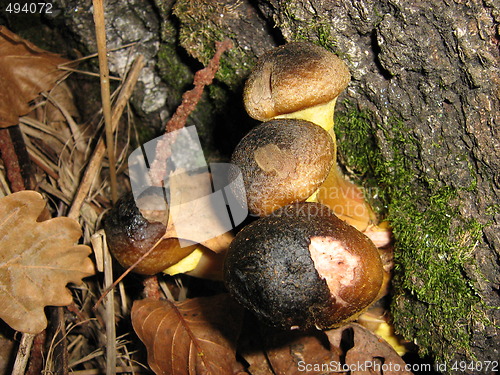 Image of Little snails