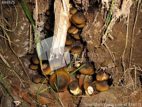 Image of Little snails