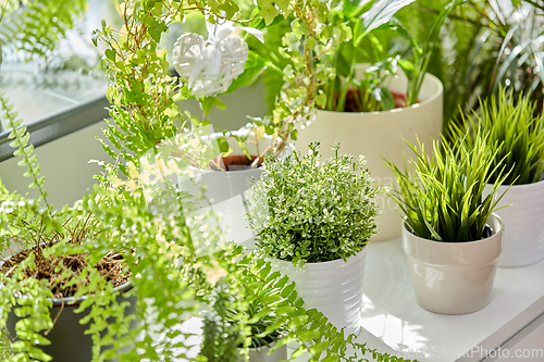 Image of green flowers and houseplants at home