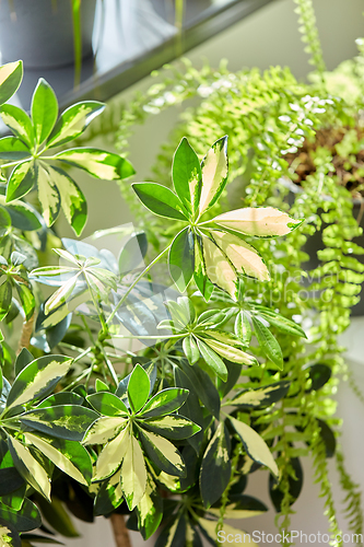 Image of green flowers and houseplants at home