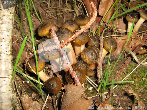Image of Little snails